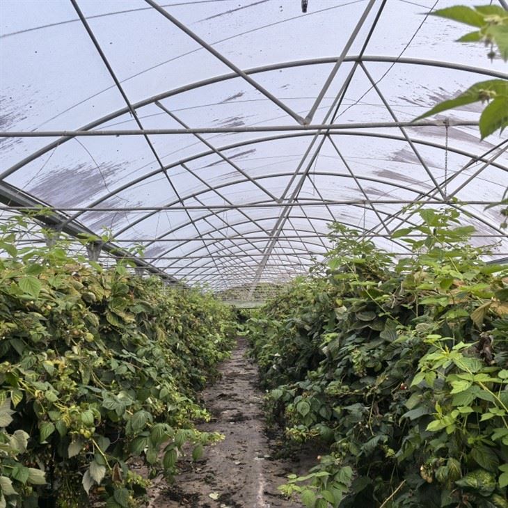 Polytunnel Greenhouse Y-Type suppliers
