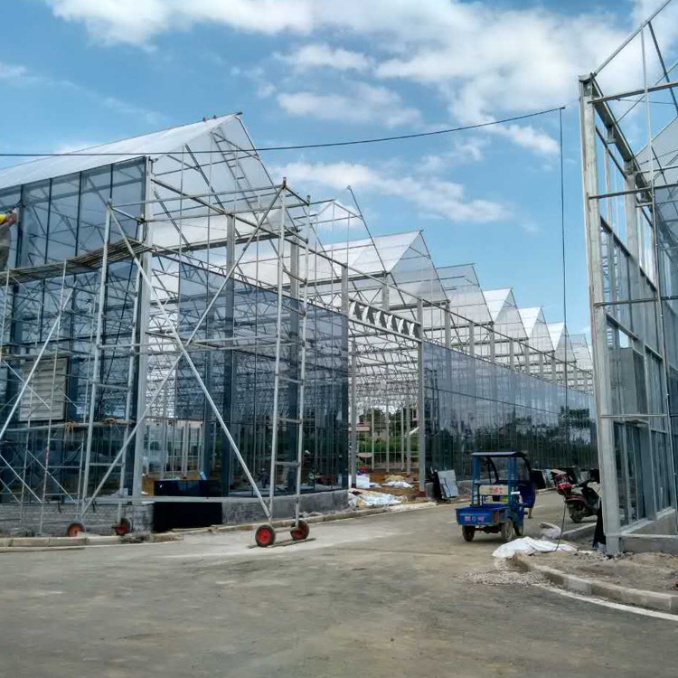 Venlo Greenhouse